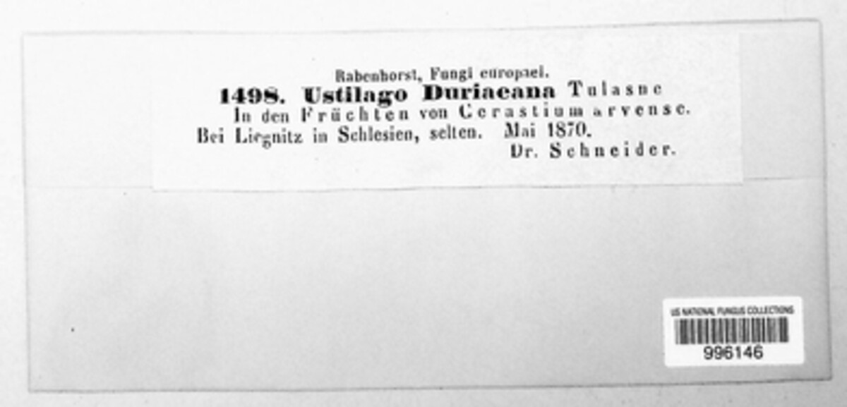 Microbotryum duriaeanum image